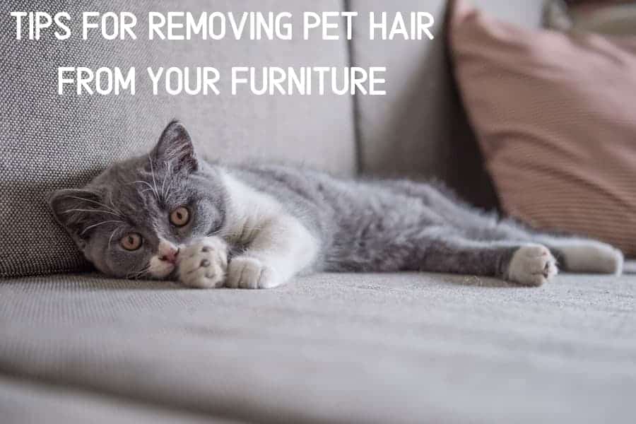 Tips for Removing Pet Hair From Your Furniture | Furniture Care Products Tips for Removing Pet Hair From Your Furniture