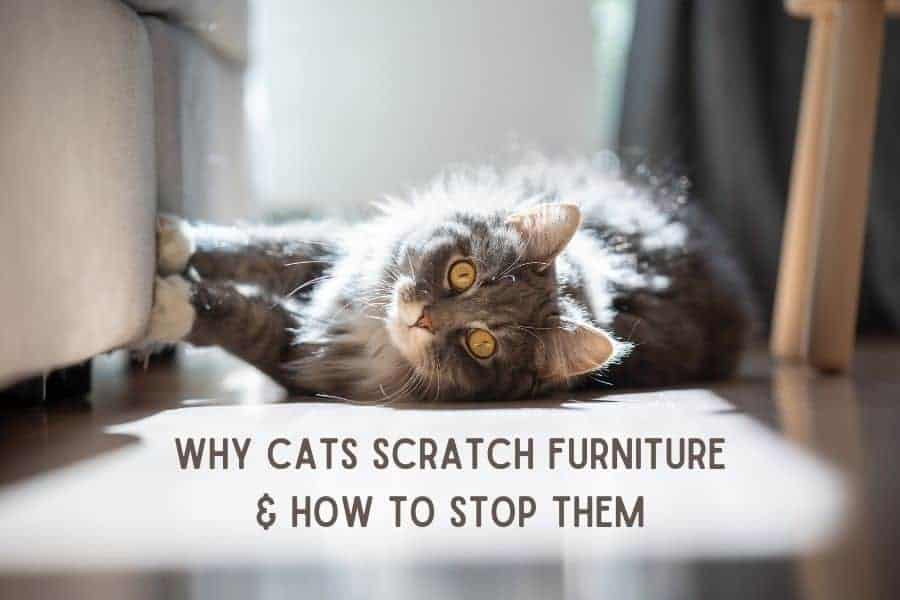 Why Cats Scratch Furniture & How To Stop Them | Furniture Care Products Why Cats Scratch Furniture & How To Stop Them